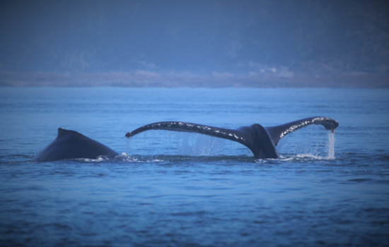 Alaska - Staart van een walvis