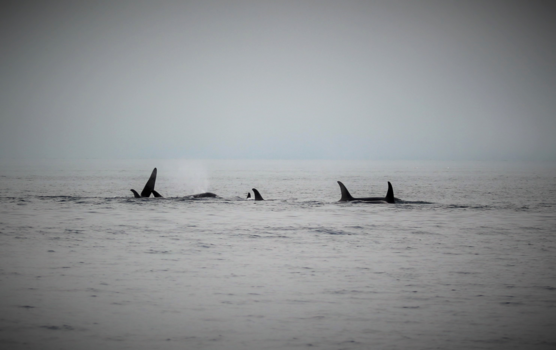 Alaska - een groep orkas in de mist