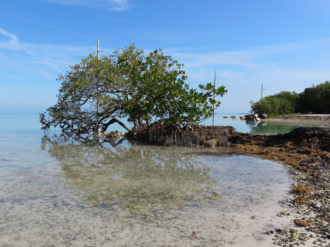Rondreis Highlights of Florida - Florida keys