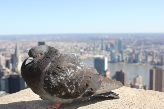 Empire State Building - Even doves love sightseeing!