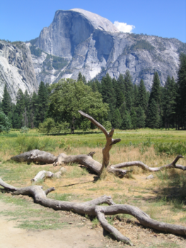 Yosemite National Park - Endless Nature