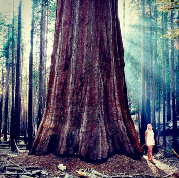 Yosemite National Park - Mammoetbomen / Reuzensequoia's Yosemite NP, CA, USA