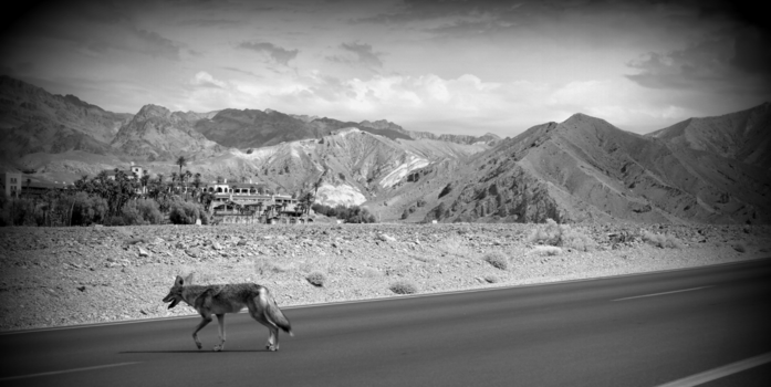 Death Valley National Park - Coyote in Furnace Creek