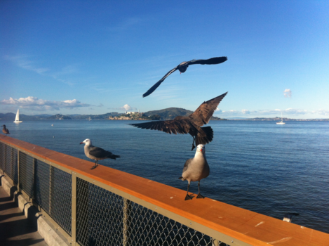 San Francisco - Alcatraz and freedom