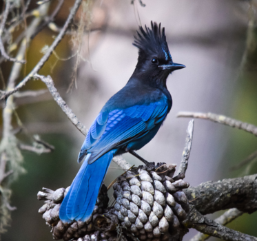 Monterey - Stellar Jay looking beautiful