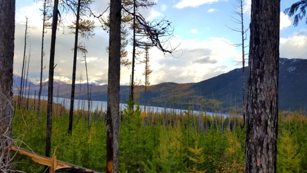 Glacier National Park - Nieuw leven na een bosbrand