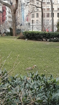 Central Park - Ook dit is New York