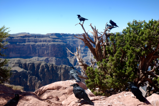 Yosemite National Park - The Raven Tree