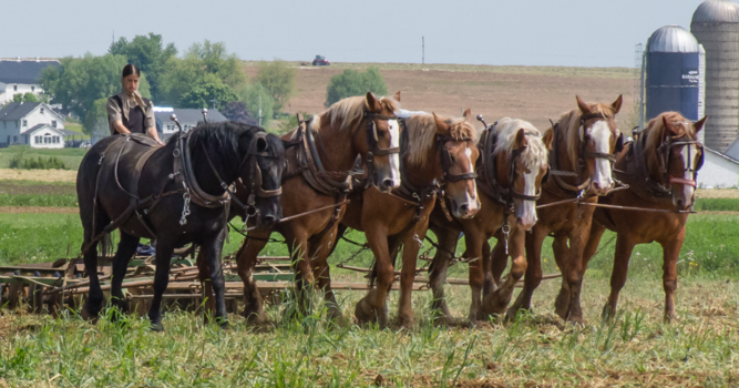 Pennsylvania - Amish boerin op de ploeg