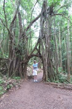 Honolulu - Manoa Falls trail