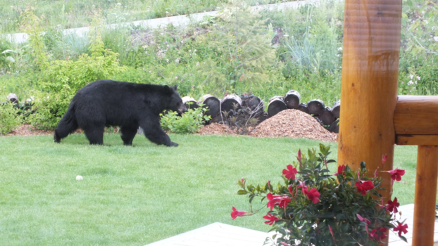 Rocky Mountains - Bezoek in je achtertuin (Kimberley BC)