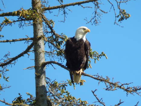 Alaska - Bold eagle