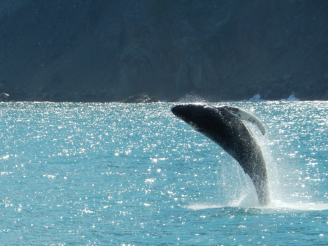 Alaska - Breaching whale