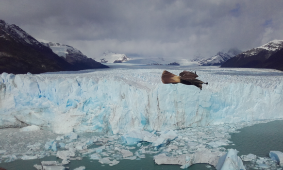 Glacier National Park - Ice Ice birdie