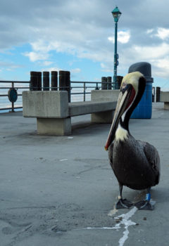 California - Pelican