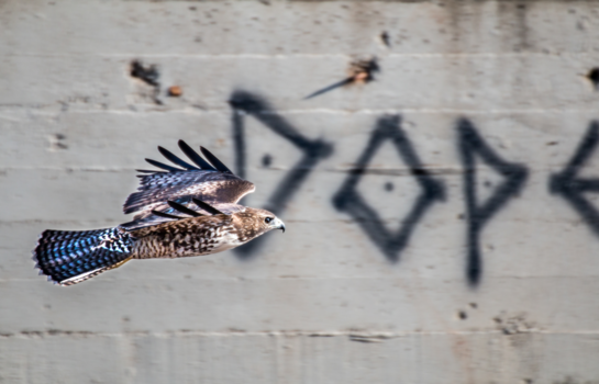 San Francisco - Hunter