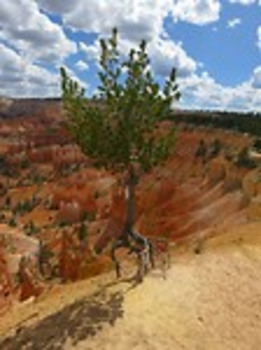 Bryce Canyon National Park - Bijzonder mooi staaltje natuur