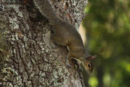 Florida - Squirrel