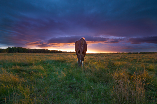 Rocky Mountains - Country life in Canada