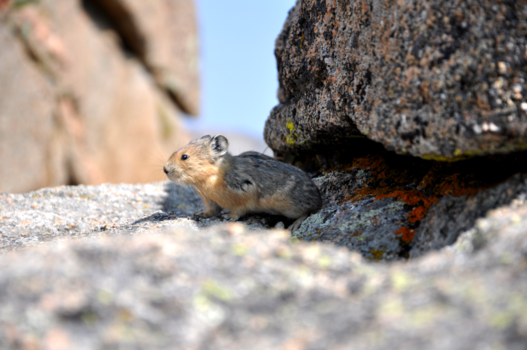 Rocky Mountains - Pika op Mount Evans
