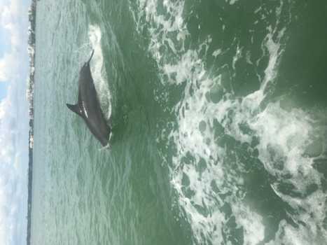 Florida - Little toot tour Clearwater