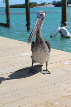 Key West - Pelikaan bij Islamorada Florida keys