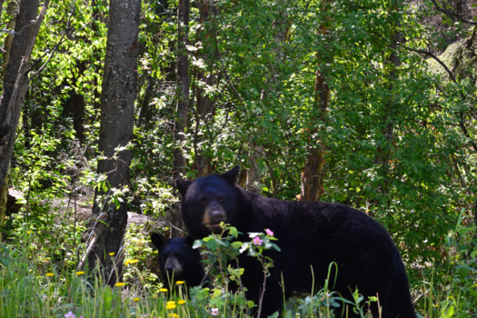 Rondreis Alaska - Langs de kant