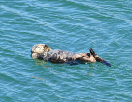 Rondreis Alaska - Zonnebaden in Alaska