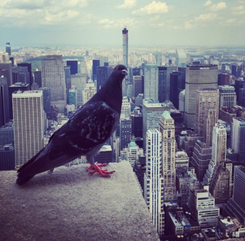 New York - Human? Up here?