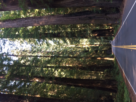 Redwood National Park - Prachtig Sprookjesbos