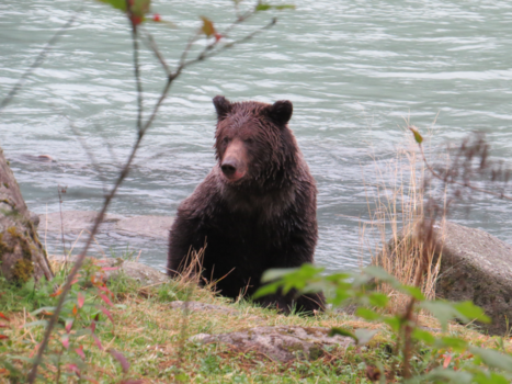 Alaska - Beren van de Chilkoot Haines Alaska