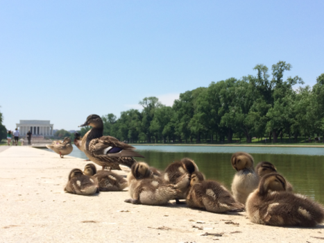 Washington D.C. - Chilling@ Lincoln Memorial