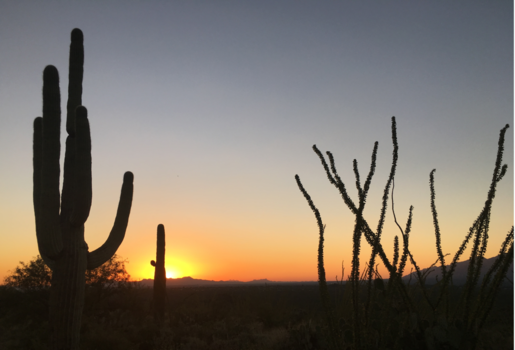 Arizona - Saguaro National Park - Arizona, USA