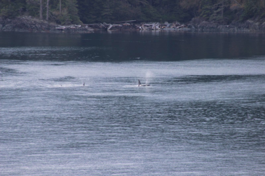 Alaska - Teaching orca