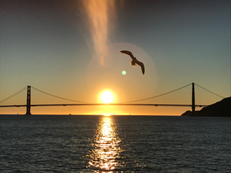 San Francisco - Bird meets sunset And golden gate bridge