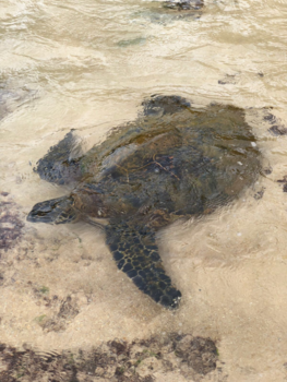 Hawaii - Turtle north shore