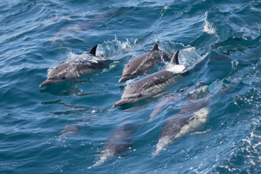 California - Group of Dolphins