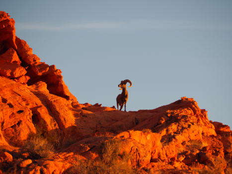 Nevada - Sunset at the valley of fire