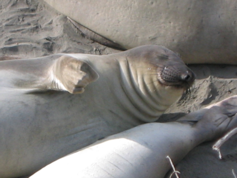 California - Come on over here