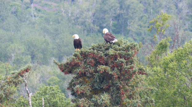 Rondreis Alaska - bald eagles