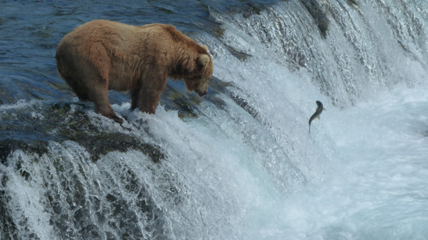 Rondreis Alaska - bear Brooks