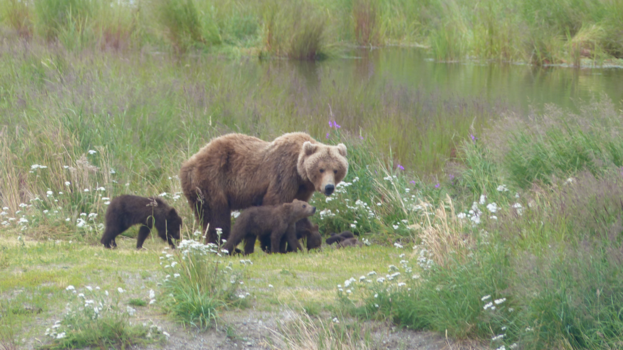 Rondreis Alaska - bear with 4 cubs