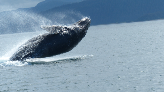 Rondreis Alaska - humbug