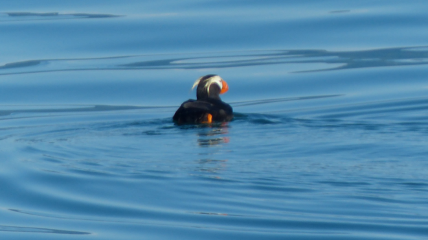 Rondreis Alaska - puffin