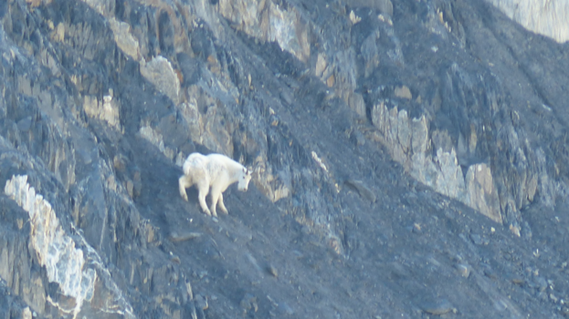 Rondreis Alaska - goat