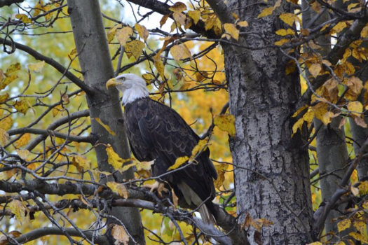 Alaska - American Bald Eagle