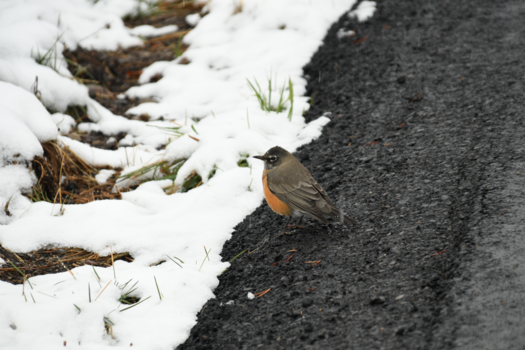 Grand Teton National Park - Bird in Grand Teton