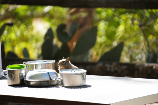 Zion National Park - Squirrel on the move