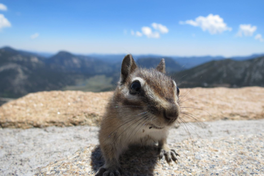 Rocky Mountains - Squirrel