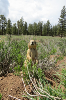 Bryce Canyon National Park - Photo bomb